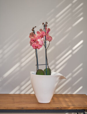 Ceramics - Luisa V Vase